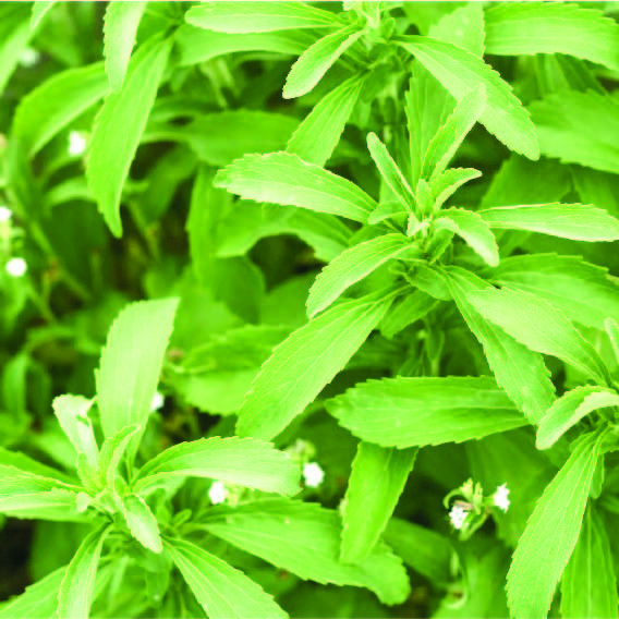 Buy-Stevia-In-India | Medicinal-Plants-Supplier